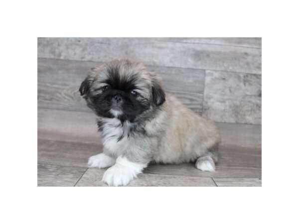 Pekingese-DOG-Female-Sable-12249-Petland Henderson, Nevada