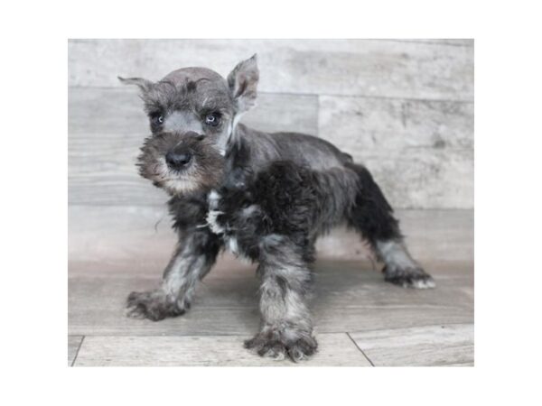 Miniature Schnauzer-DOG-Male-Salt & Pepper-12248-Petland Henderson, Nevada