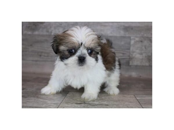 Shih Tzu-DOG-Male-Red / White-12250-Petland Henderson, Nevada