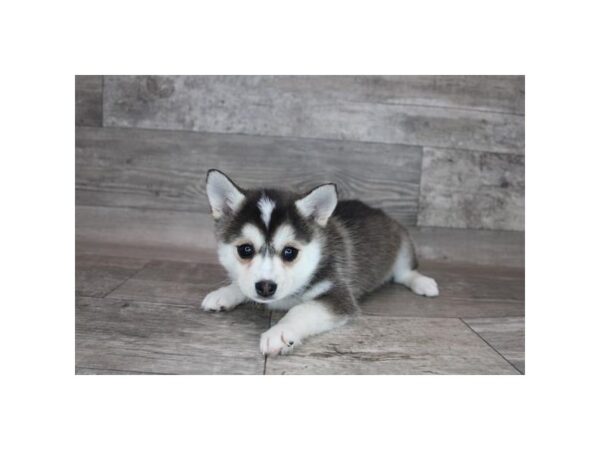 Alaskan Klee Kai DOG Female Black / White 12251 Petland Henderson, Nevada