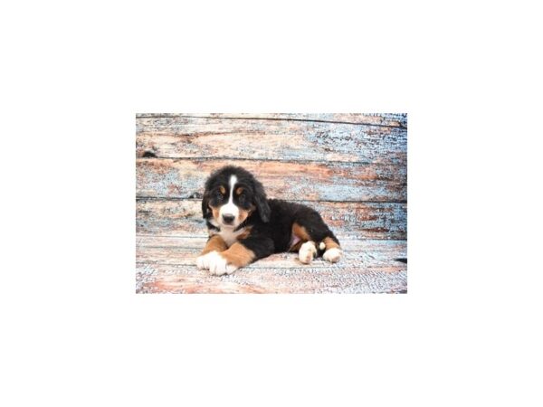 Bernese Mountain Dog DOG Male Black and Rust 12264 Petland Henderson, Nevada