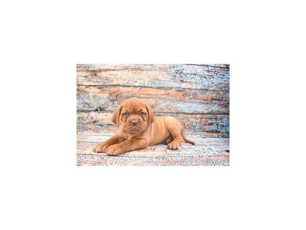 Dogue de Bordeaux DOG Male Red 12268 Petland Henderson, Nevada