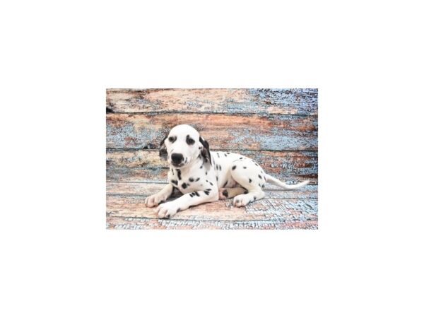 Dalmatian DOG Male White and Black 12266 Petland Henderson, Nevada