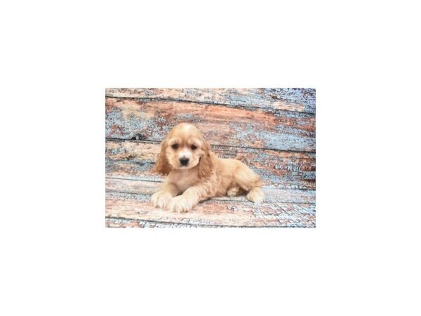 Cocker Spaniel-DOG-Male-Golden-12265-Petland Henderson, Nevada