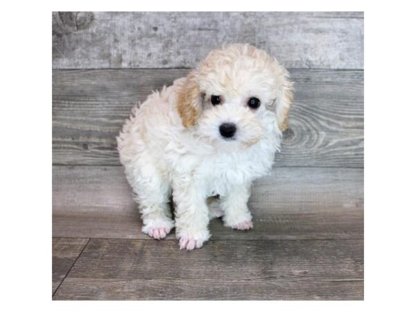 Poodle DOG Male Apricot 12262 Petland Henderson, Nevada