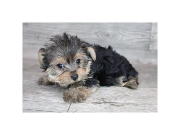 Yorkshire Terrier-DOG-Male-Black / Tan-12263-Petland Henderson, Nevada