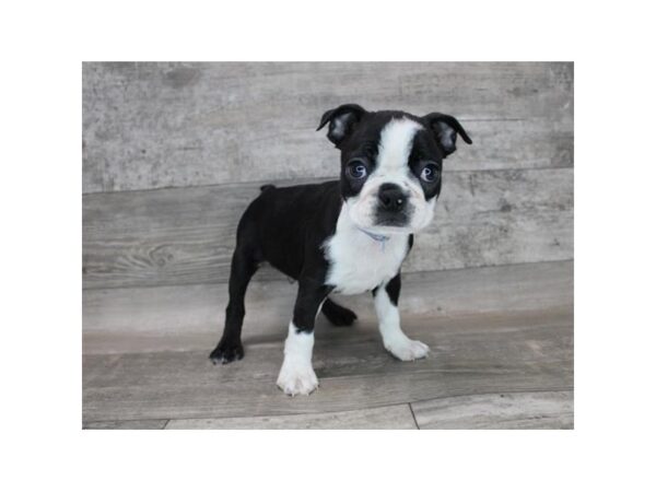 Boston Terrier DOG Male Black / White 12257 Petland Henderson, Nevada