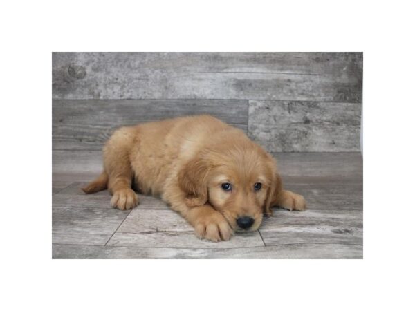 Golden Retriever-DOG-Female-Golden-12259-Petland Henderson, Nevada