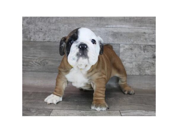 English Bulldog-DOG-Female-Red / White-12258-Petland Henderson, Nevada