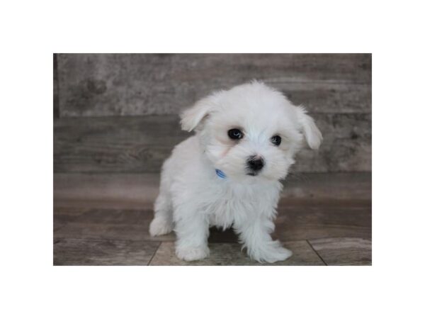 Maltese DOG Male White 12260 Petland Henderson, Nevada