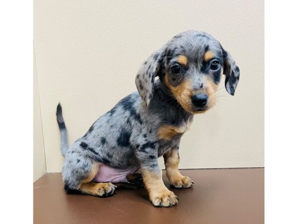 Chiweenie DOG Male Silver Dapple / Tan 12272 Petland Henderson, Nevada