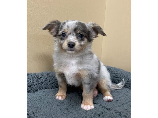 Chihuahua DOG Male Blue Merle 12269 Petland Henderson, Nevada