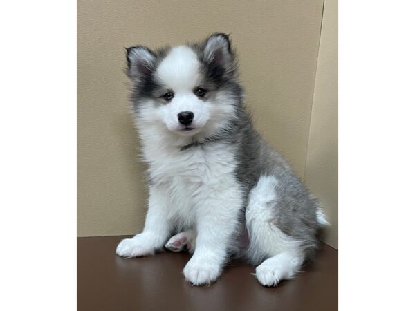 Alaskan Klee Kai DOG Male Black / White 12271 Petland Henderson, Nevada