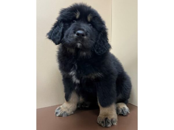 Tibetan Mastiff-DOG-Male-Black / Tan-12270-Petland Henderson, Nevada