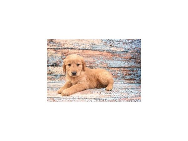 Golden Retriever-DOG-Male-Golden-12274-Petland Henderson, Nevada