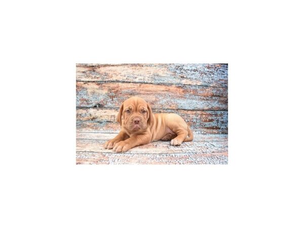 Dogue De Bordeaux-DOG-Female-Red-12275-Petland Henderson, Nevada