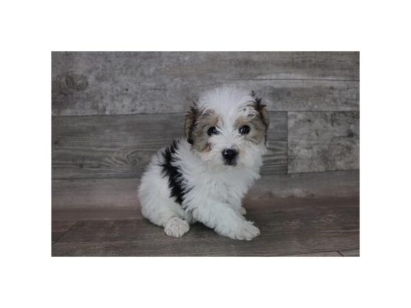 Morkie-DOG-Female-Black / Tan-12284-Petland Henderson, Nevada