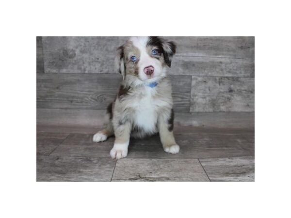 Miniature Australian Shepherd-DOG-Female-Red Merle-12282-Petland Henderson, Nevada