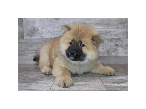 Chow Chow DOG Male Cinnamon 12277 Petland Henderson, Nevada