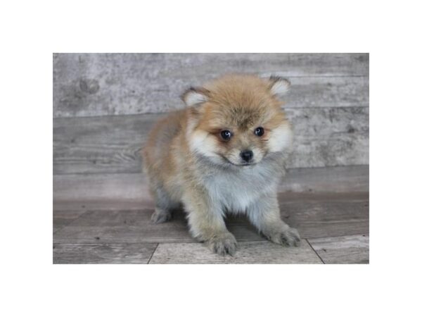 Pomeranian DOG Male Orange Sable 12279 Petland Henderson, Nevada