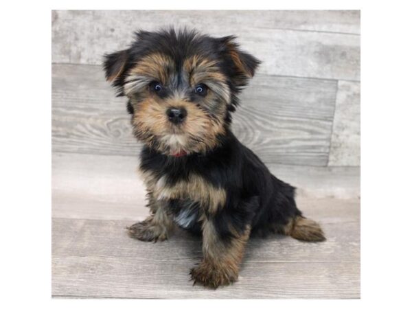 Yorkshire Terrier DOG Male Black / Tan 12281 Petland Henderson, Nevada