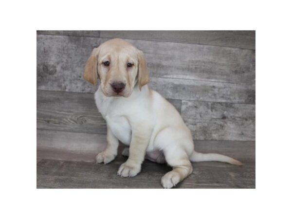 Labrador Retriever DOG Female Yellow 12278 Petland Henderson, Nevada