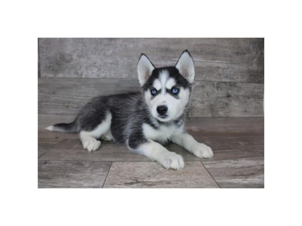 Siberian Husky DOG Female Black / White 12280 Petland Henderson, Nevada