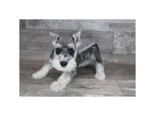 Miniature Schnauzer-DOG-Female-Salt / Pepper-12276-Petland Henderson, Nevada