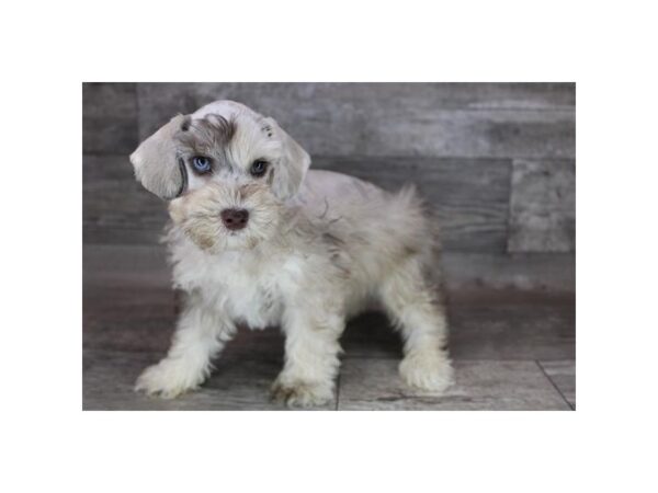 Schnoodle DOG Male Chocolate Merle 12285 Petland Henderson, Nevada