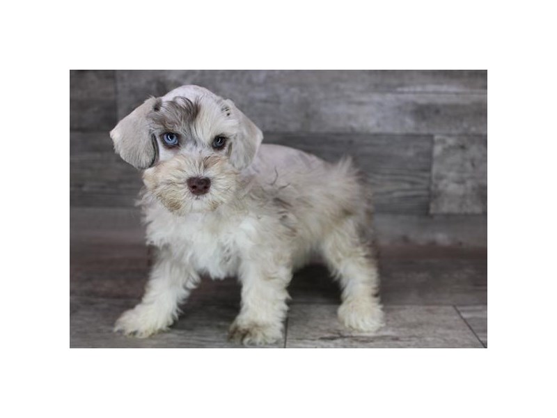 SchnoodleDOGMaleChocolate Merle3550569Petland Henderson, Nevada