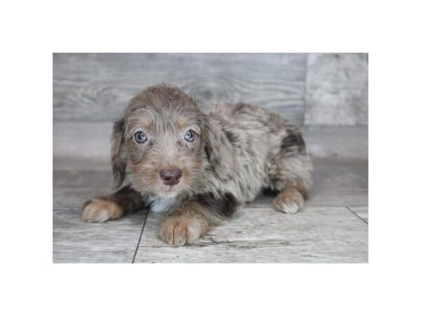 Dachshund/Poodle-DOG-Female-Chocolate / Tan-12283-Petland Henderson, Nevada