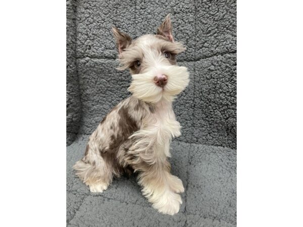 Miniature Schnauzer DOG Male Chocolate Merle 12287 Petland Henderson, Nevada