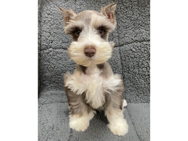 Miniature Schnauzer DOG Male Chocolate / White 12286 Petland Henderson, Nevada