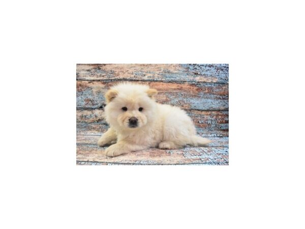 Chow Chow DOG Female Cream 12296 Petland Henderson, Nevada