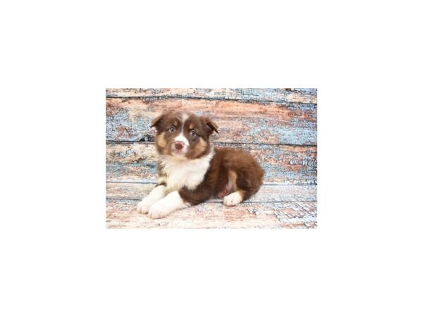 Australian Shepherd DOG Female Red 12294 Petland Henderson, Nevada