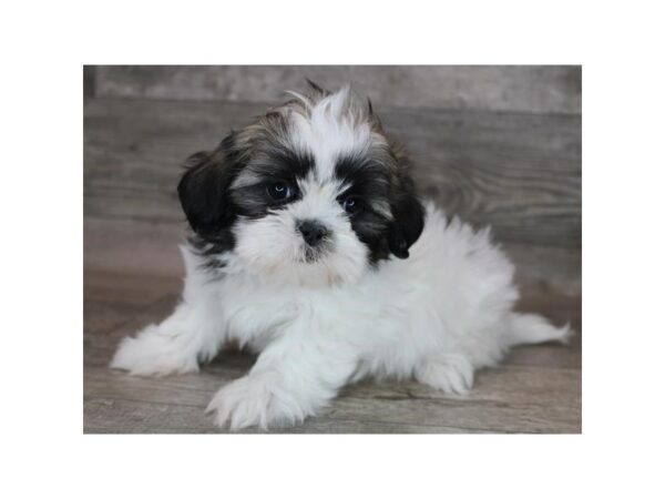 Shih Tzu DOG Male Red / White 12290 Petland Henderson, Nevada