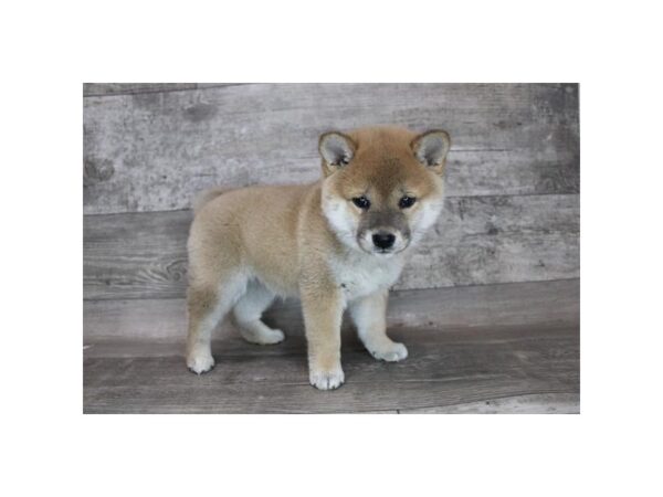 Shiba Inu DOG Female Red 12289 Petland Henderson, Nevada