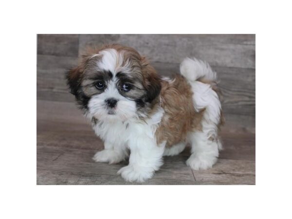 Shih Tzu DOG Male Red / White 12305 Petland Henderson, Nevada