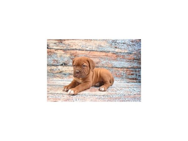 Dogue de Bordeaux DOG Female Mahogany 12300 Petland Henderson, Nevada