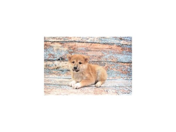 Shiba Inu DOG Female Red Sesame 12299 Petland Henderson, Nevada