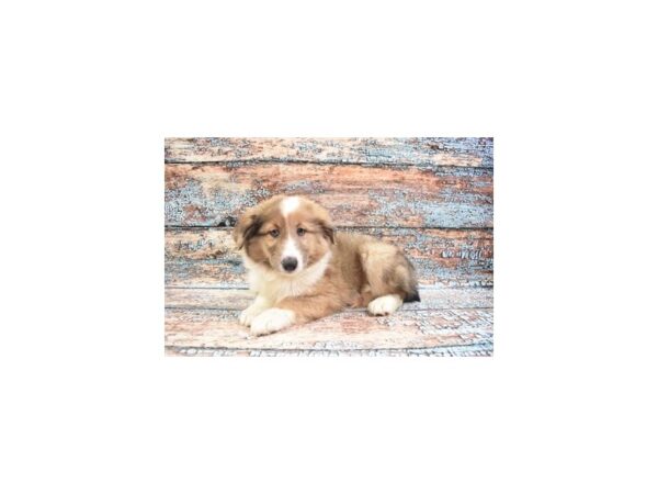 Shetland Sheepdog DOG Male Sable Merle and White 12298 Petland Henderson, Nevada