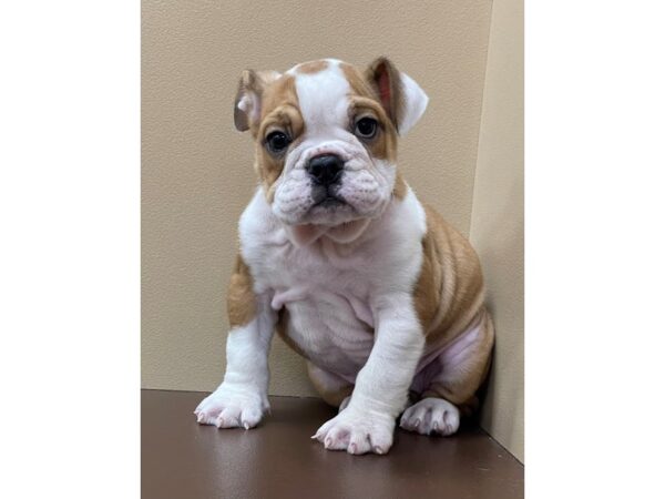 English Bulldog DOG Female Fawn / White 12293 Petland Henderson, Nevada