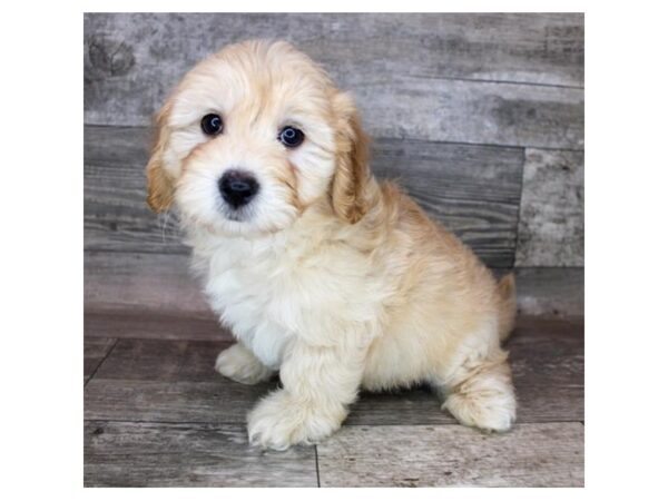 Goldendoodle Mini DOG Male Golden 12306 Petland Henderson, Nevada