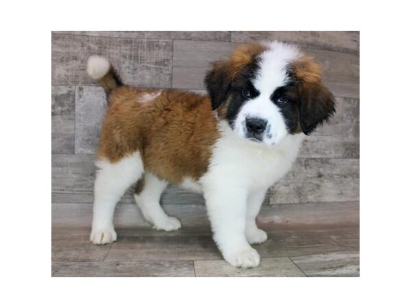 Saint Bernard DOG Male Mahogany / White 12304 Petland Henderson, Nevada