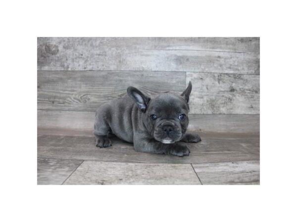 French Bulldog DOG Male Blue 12302 Petland Henderson, Nevada