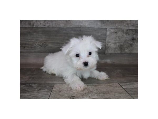 Maltese DOG Female White 12303 Petland Henderson, Nevada