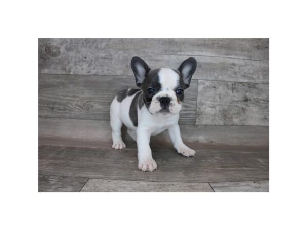 French Bulldog DOG Male Blue 12307 Petland Henderson, Nevada