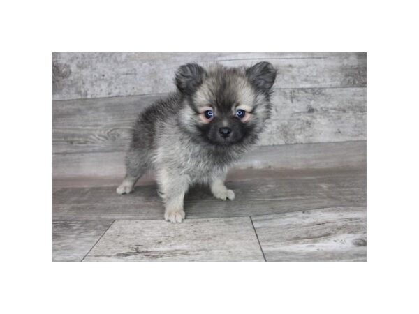 Pomeranian DOG Male Cream Sable 12308 Petland Henderson, Nevada