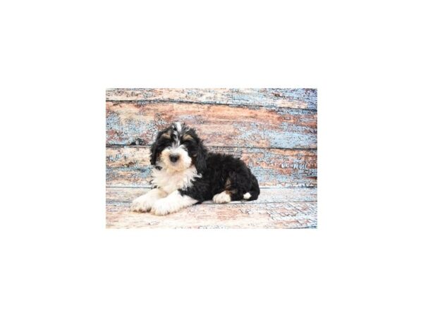 Miniature Bernedoodle DOG Male Tri Color 12320 Petland Henderson, Nevada