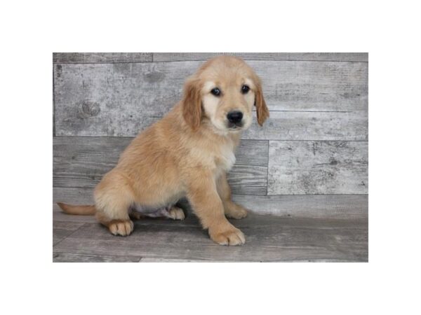 Golden Retriever DOG Male Golden 12338 Petland Henderson, Nevada